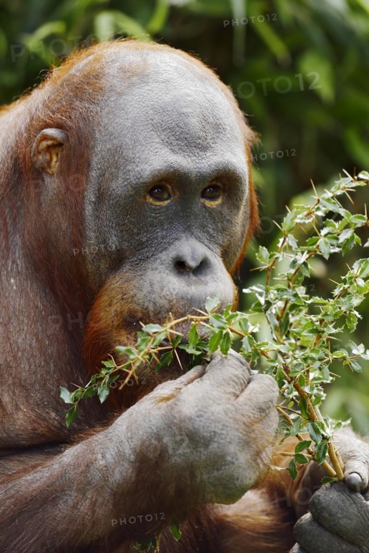 Bornean orangutan (Pongo pygmaeus), captive, occurring on Borneo