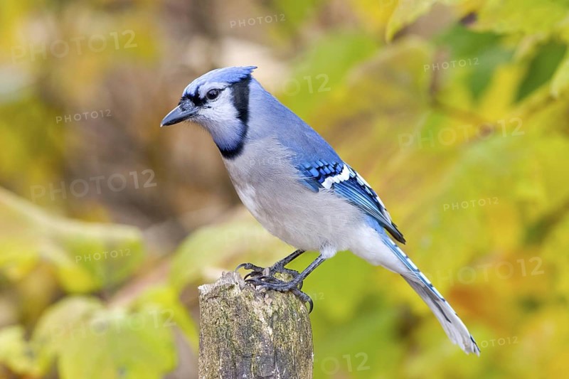 Blue Jay Cyanocitta cristata Minneapolis, Minnesota, USA 4 November Adult Corvidae