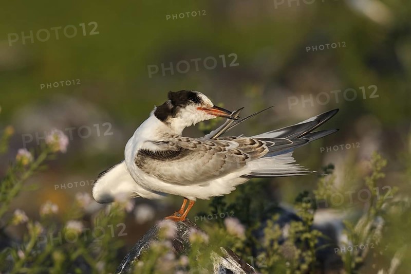 Common Tern (Sterna hirundo) juvenile, Lower Saxony, Germany