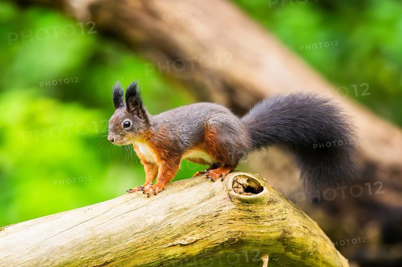 Red squirrel (Sciurus vulgaris) sitting on an old wrotten tree trunk in a forest, Bavaria, Gernany