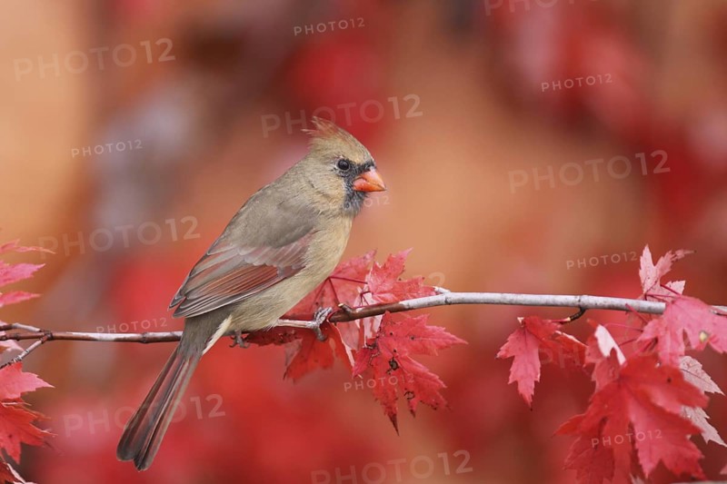 Northern Cardinal (Cardinalis cardinalis) female, Ohio, USA