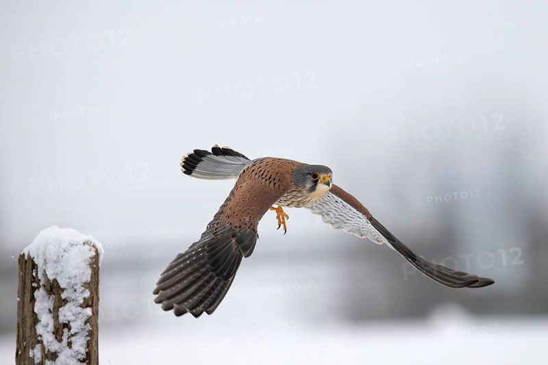 Kestrel (Falco tinnunculus) in the snow, Bitburg, Rhineland-Palatinate, Germany