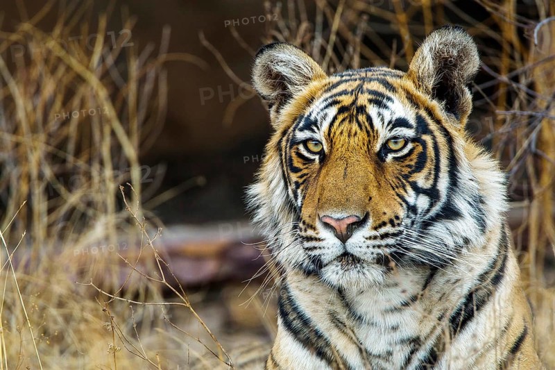 Bengal tiger (Panthera tigris tigris), tigress Mutschili, National Park, Radjasthan, India