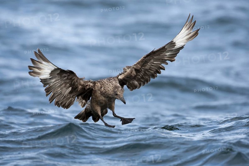 Great Skua (Stercorarius skua) landing, North Sea, Germany