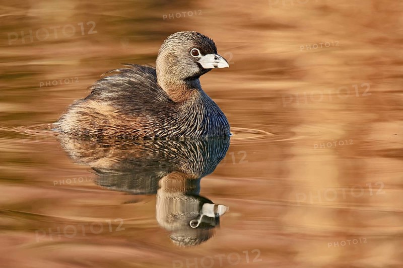 Pied-billed Grebe (Podilymbus podiceps), Arizona, USA