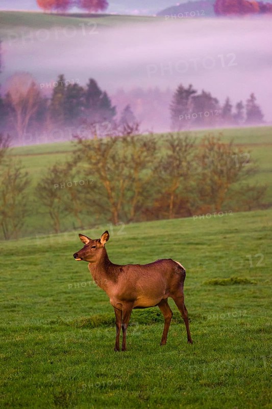 A female Altai maral, Altai wapiti or Altai elk (Cervus canadensis sibiricus) stands on a meadow in the very first light of the day