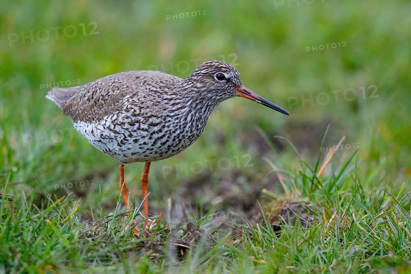 Common Redshank (Tringa totanus), Netherlands
