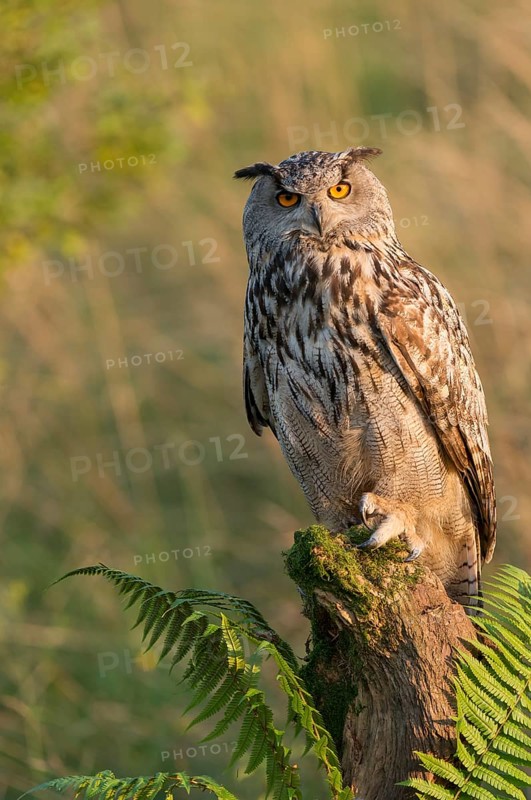 Eurasian Eagle-Owl (Bubo bubo) captive, Schwyz, Switzerland
