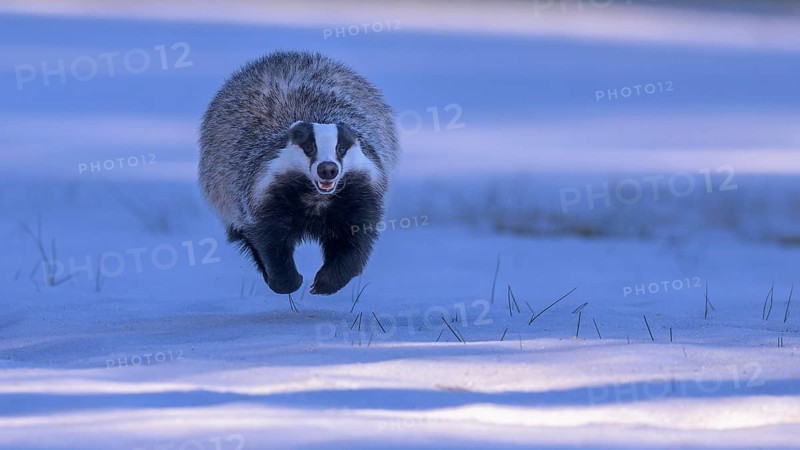 European badger (Meles meles), jumping in a snowy landscape in the last light, Swabian Alb biosphere reserve, Baden-Württemberg, Germany