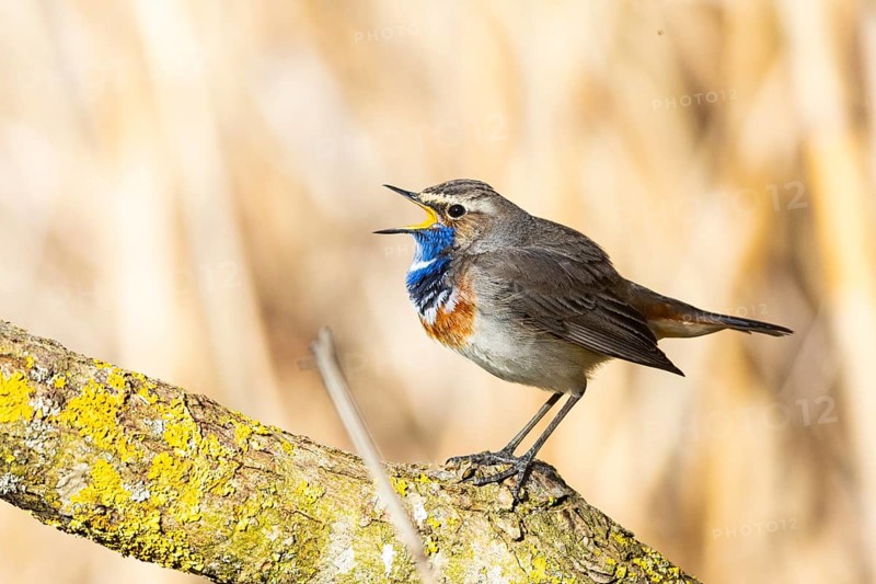 Bluethroat (Luscinia svecica cyanecula) ml Germany