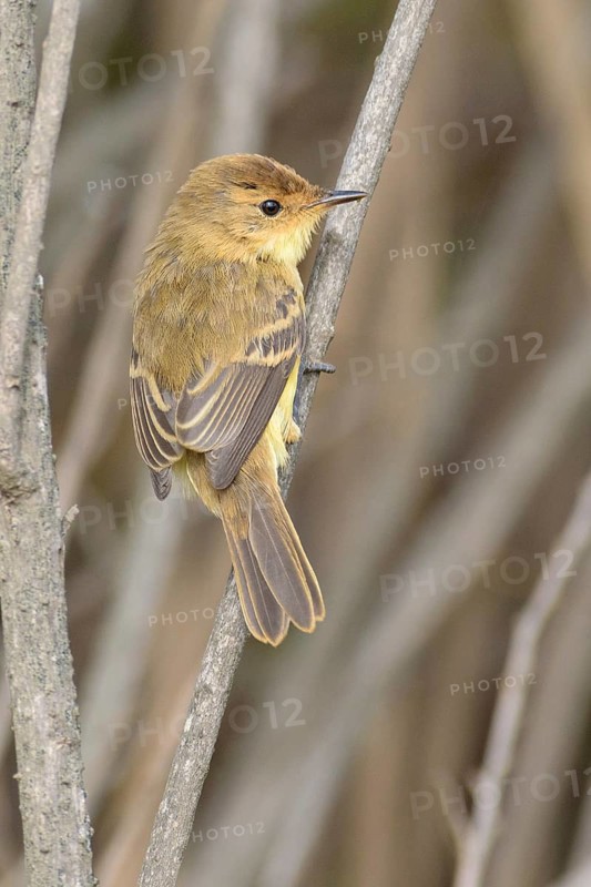 Warbling Doradito (Pseudocolopteryx flaviventris), Santo Domingo, Chile