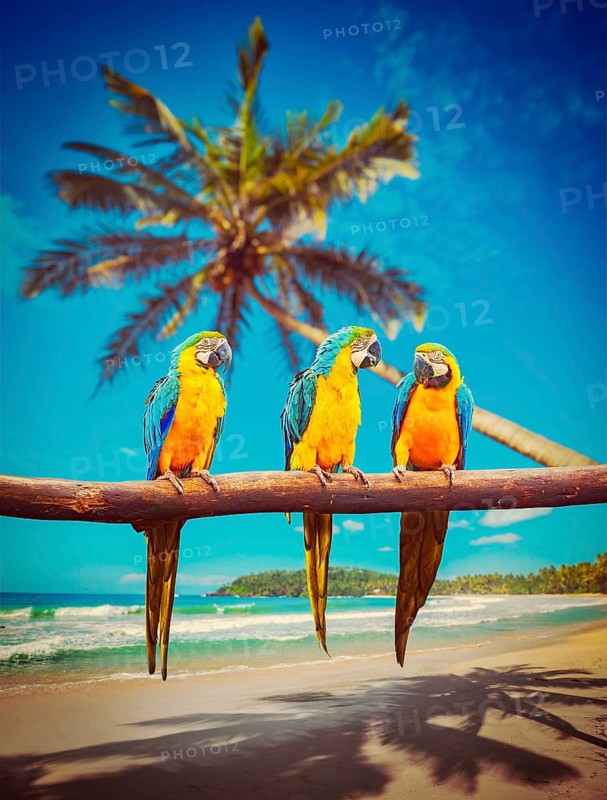 Tropical vacation concept, three parrots Blue-and-Yellow Macaw (Ara ararauna) also known as the Blue-and-Gold Macaw on tropical beautiful idyllic beach and sea background