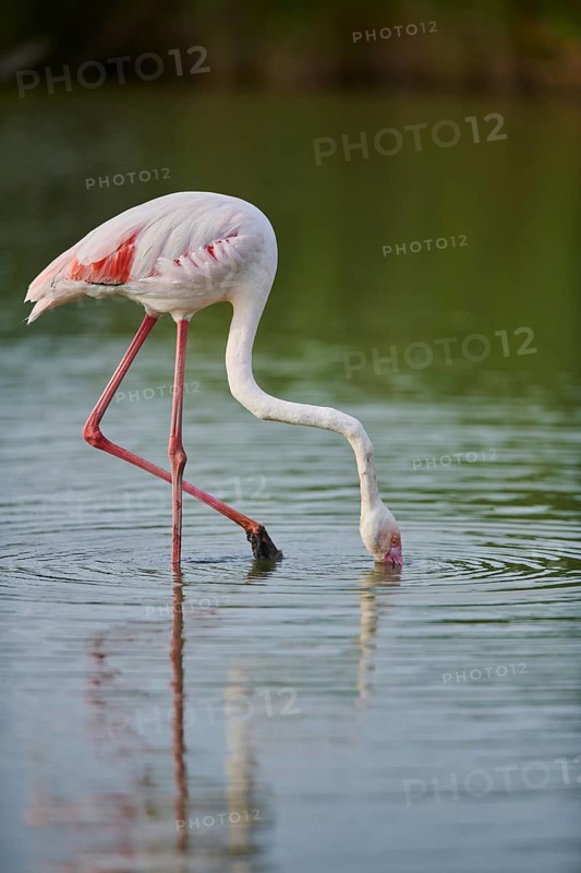 Greater Flamingo (Phoenicopterus roseus) walking in the water, Parc Naturel Regional de Camargue, France