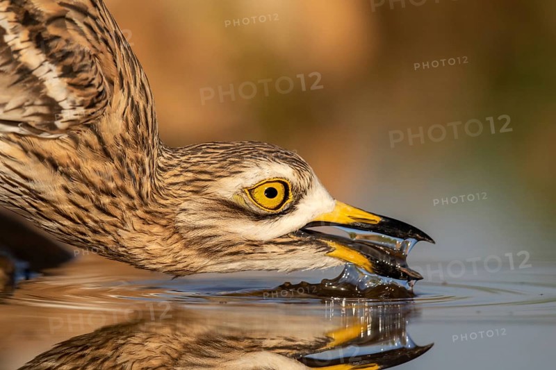 Eurasian Stone-curlew (Burhinus oedicnemus) drinking, Castile-La Mancha, Spain