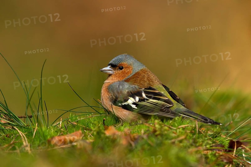 Common Chaffinch (Fringilla coelebs) male, Utrecht, Netherlands