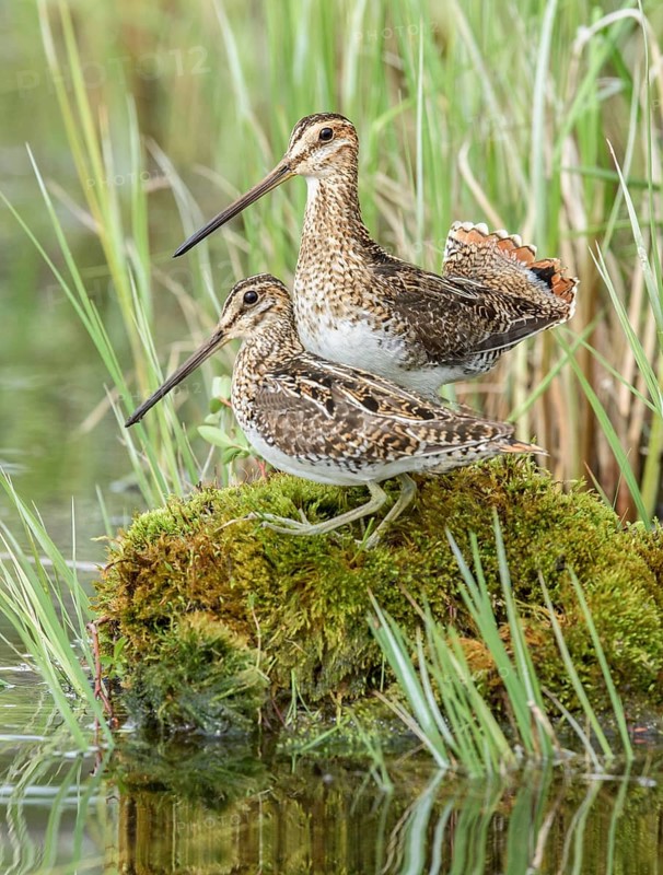 Wilson's Snipe (Gallinago delicata), British Columbia, Canada