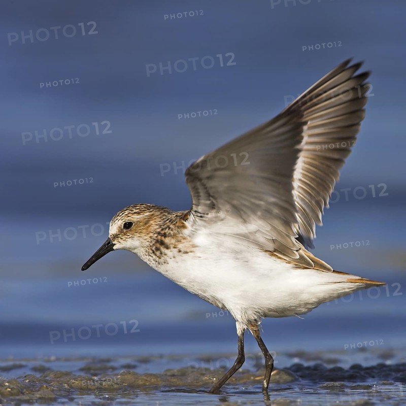 Little Stint (Calidris minuta)