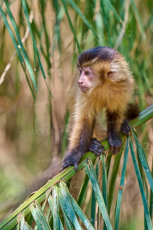 A curious looking capuchin monkey sits relaxed on a tree trunk, Capuchin monkey (Sapajus apella), Pantanal, Mato Grosso, Brazil