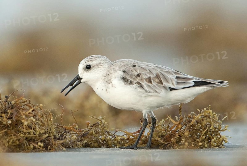 Sanderling (Calidris alba), Texas, USA