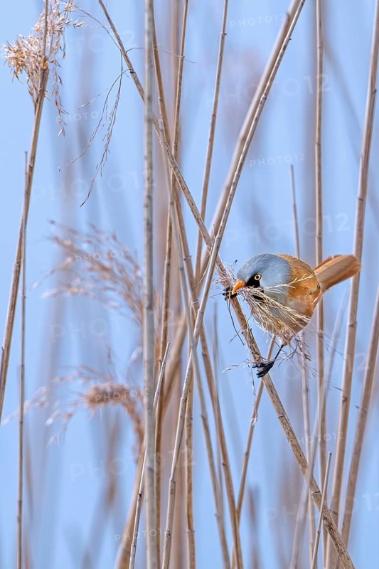 Bearded reedling, bearded tit (Panurus biarmicus) male collecting seed heads in beak as nesting material for nest building in reed bed in spring