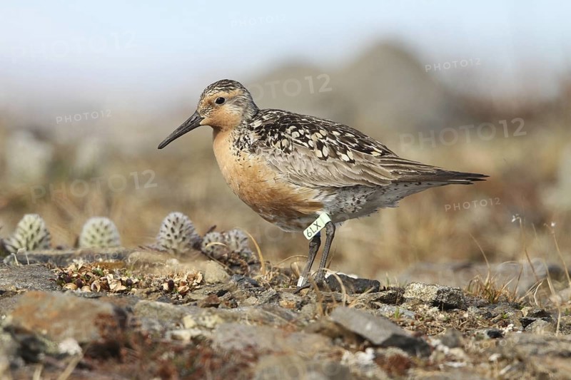 Red Knot (Calidris canutus roselaari) male, Alaska, USA