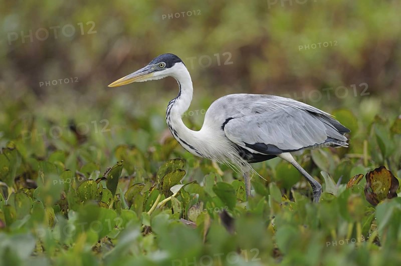 Cocoi Heron (Ardea cocoi), Pantanal, Brazil