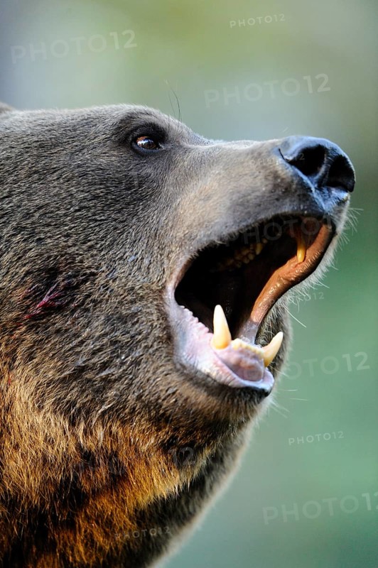 Brown bear with open mouth showing its impressive teeth, Eurasian brown bear (Ursus arctos arctos), Bavarian Forest National Park