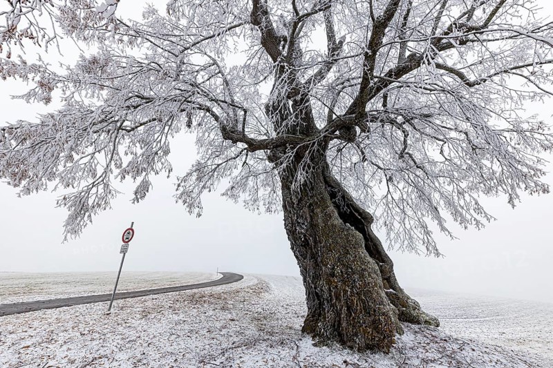 A distinctive linden tree with hoarfrost in the Swabian Jura. The Lindele natural monument in winter in Heroldstatt, Baden-Württemberg, Germany