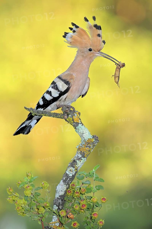 Eurasian Hoopoe (Upupa epops) male with European mole cricket (Gryllotalpa gryllotalpa) in beak, Andalusia, Spain
