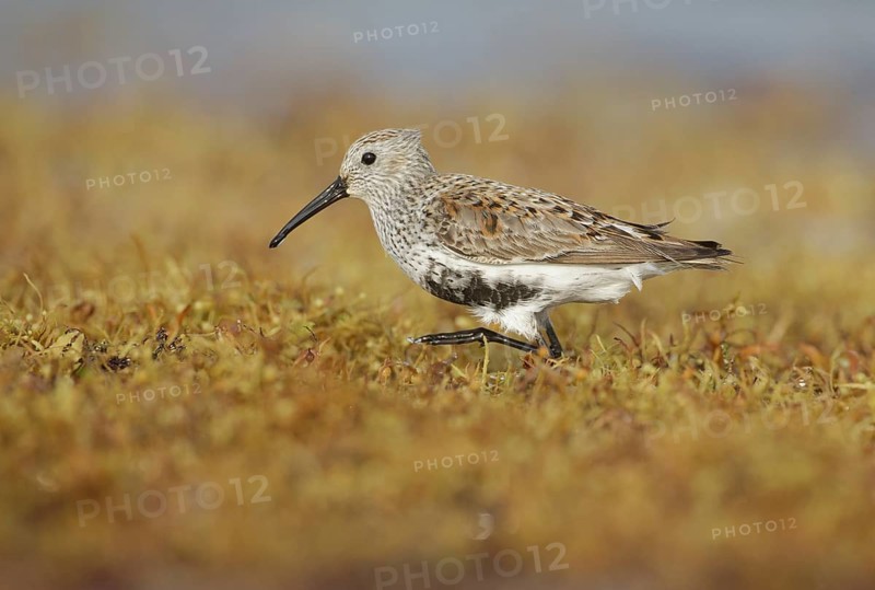 Dunlin (Calidris alpina) foraging, Texas, USA