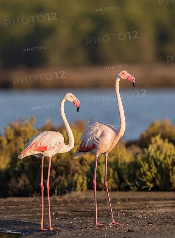 Greater Flamingo (Phoenicopterus roseus), Sardinia, Italy
