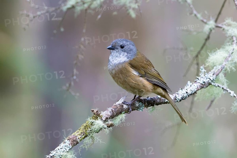 Olive Whistler (Pachycephala olivacea) perched on a lichen covered branch, Victoria, Australia