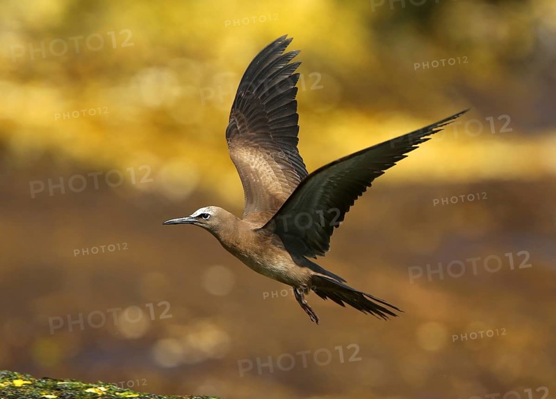 Brown Noddy (Anous stolidus) flying, Dofhar, Oman