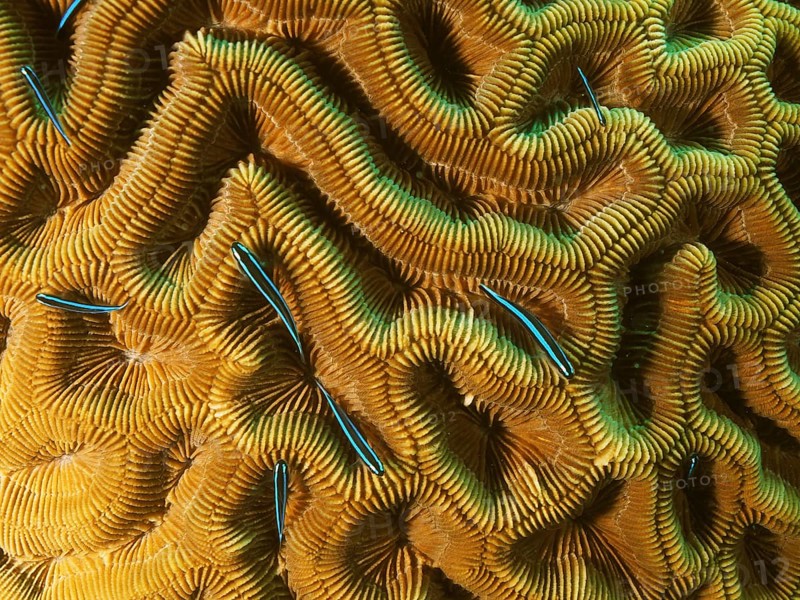Neon goby (Elacatinus oceanops)