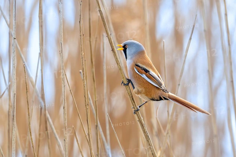 Bearded reedling, bearded tit (Panurus biarmicus) adult male in reedbed perched on reed stem and calling, singing in wetland in spring