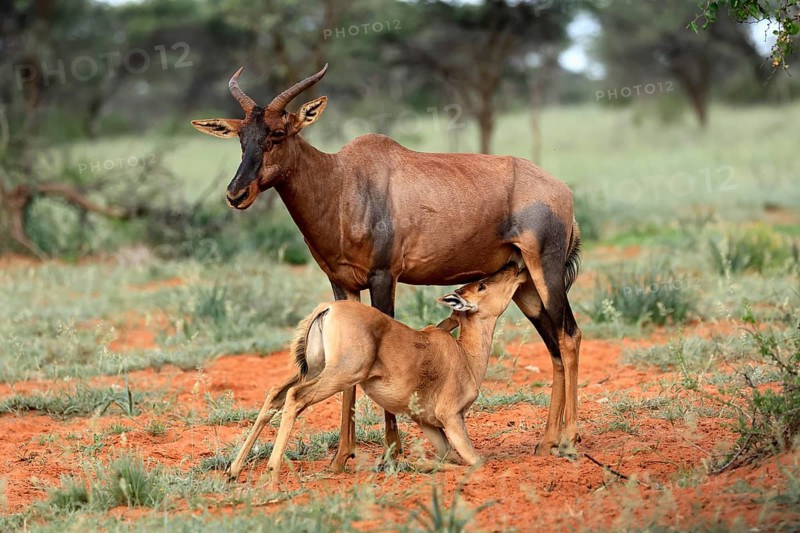 Tsessebe (Damaliscus lunatus), lyrebird, crescent moon antelope, adult, female, juvenile, suckling, Mokala National Park, Northern Cape, South Africa