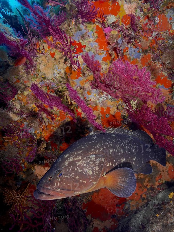Dusky grouper (Epinephelus marginatus) (Mycteroperca marginatus) and violescent sea-whip (Paramuricea clavata) in the Mediterranean near Hyères. Dive site marine reserve Port Cros, Côte dAzur, France