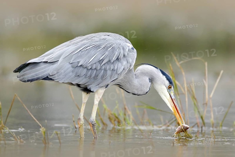 Heron with fish. Bird with catch. Bird in water. Grey Heron, Ardea cinerea, blurred grass in background. Heron in the forest lake. Bird in the nature habitat, walking water. Animal from Poland