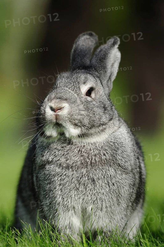 Grey hare looking attentively at a green meadow, domestic rabbit (Oryctolagus cuniculus forma domestica), large chinchilla, Bavaria