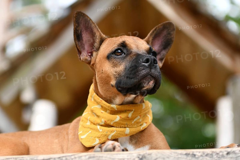Brown dog wearing yellow neckerchief