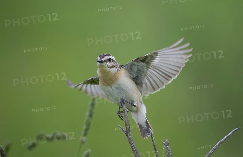 Whinchat (Saxicola rubetra), Czech Republic