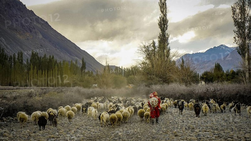 Herd of sheep (ovis) in the Nubra valley with sheep and shepherdess with child in a mountainous landscape at evening light, trekking in Ladakh, Himalaya, India