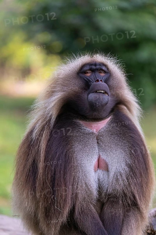 Portrait of an adult male Gelada (Theropithecus gelada), or bleeding-heart monkey