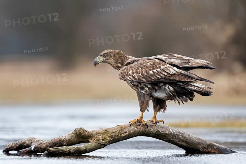 White-tailed Eagle (Haliaeetus albicilla) perched on an old branch in water, Poland