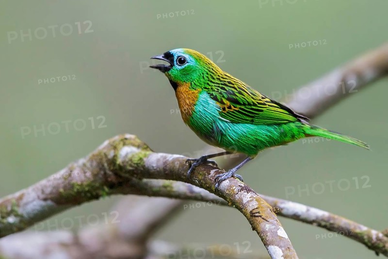 Brassy-breasted Tanager (Tangara desmaresti) perched on a branch in the Atlantic rainforest of southeast Brazil