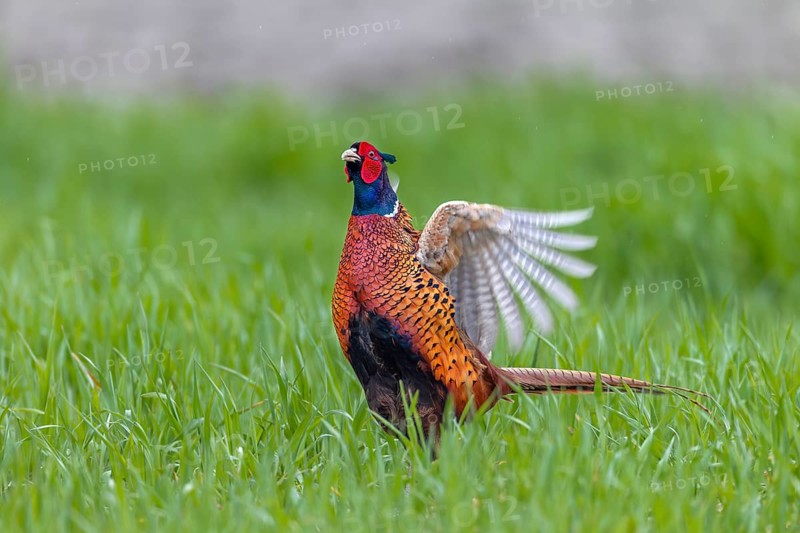 The pheasant cock (Phasianus colchicus) presents the mating ritual in an upright posture and rapid wing beats, mating season, mating dress, mating season, mating ritual, April, Germany