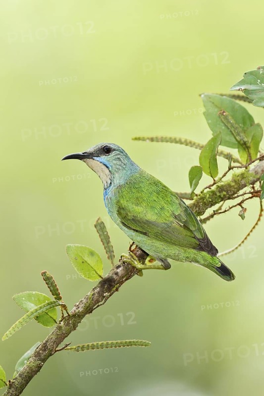 Shining Honeycreeper (Cyanerpes lucidus) female, Costa Rica