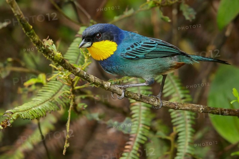 Purplish-mantled Tanager (Iridosornis porphyrocephalus) perched on a branch in the Andes Mountains of Colombia