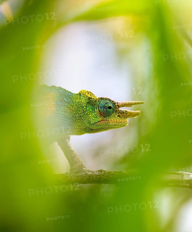 Three-horned chameleon (Trioceros jacksonii), male, between leaves on a branch, Bwindi Impenetrable Forest National Park, Uganda
