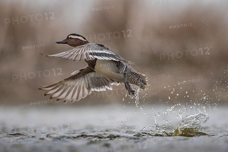 Garganey (Spatula querquedula) male flying, Schleswig-Holstein, Germany